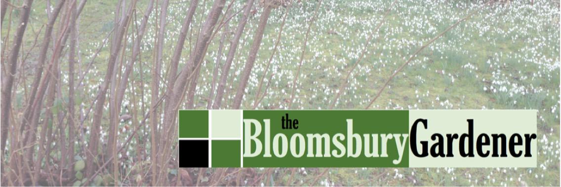 theBgardener's profile banner image