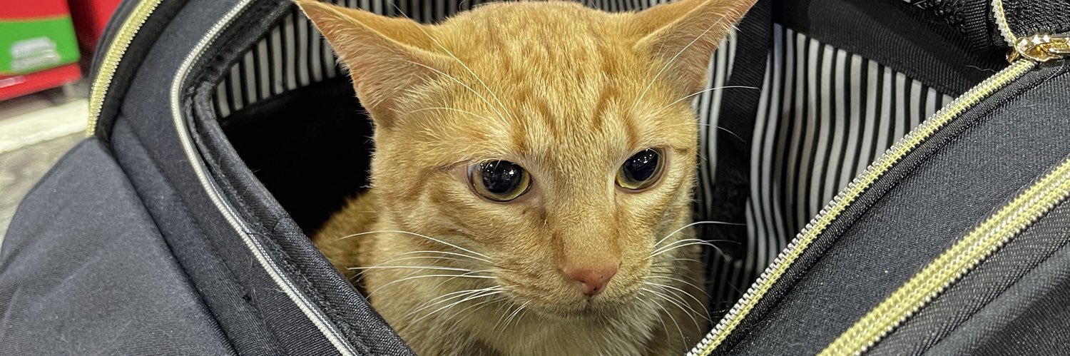 マスダ ダイゴ（calins） banner