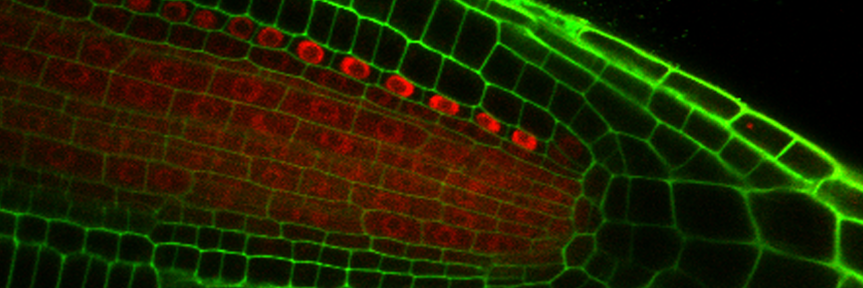 sozzani_lab's profile banner image