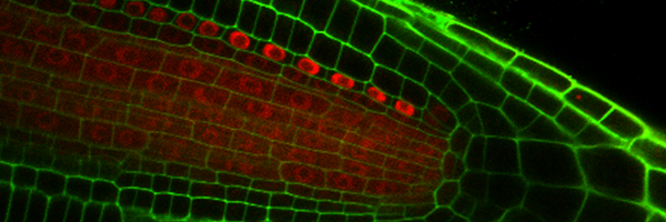 sozzani_lab Profile Banner