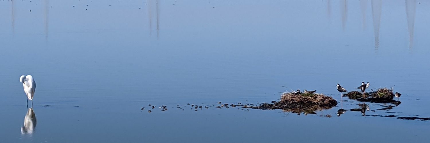 saumya_s's profile banner image