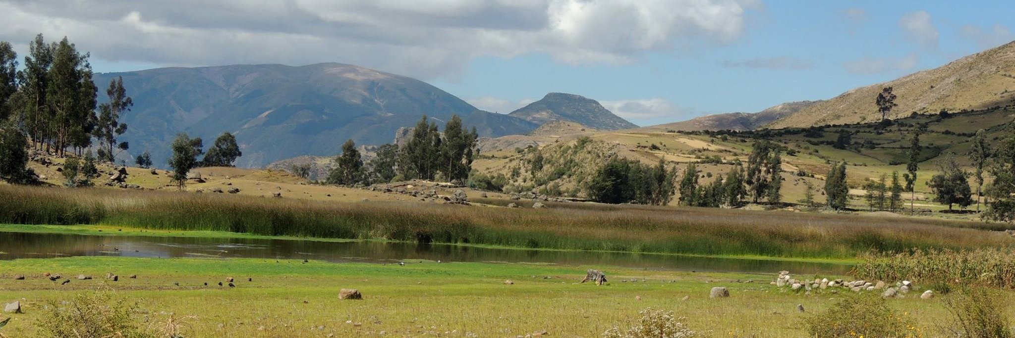 Walter Sánchez Silva banner