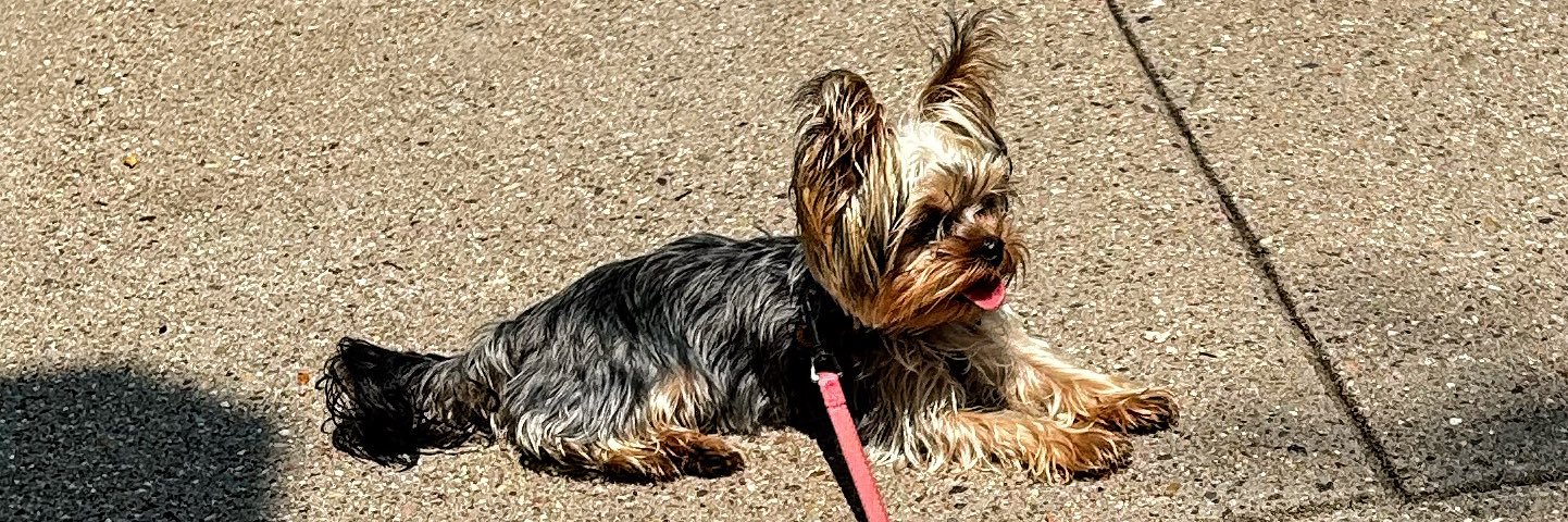 Adam W 🇺🇸🌻🇺🇦 banner