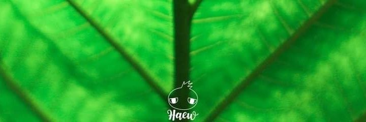 Haewkrapong's profile banner image