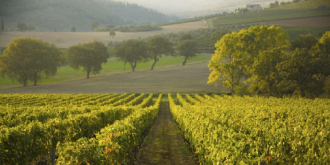 OrbanRanch's profile banner image