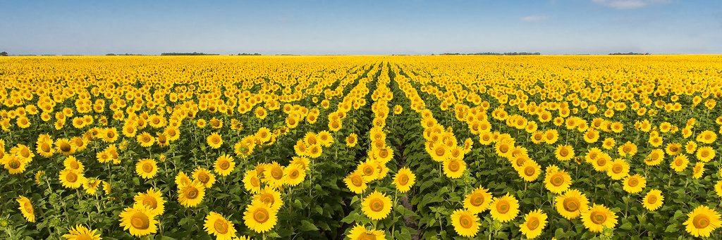 Anttї Vesala 🇺🇦🌻's banner