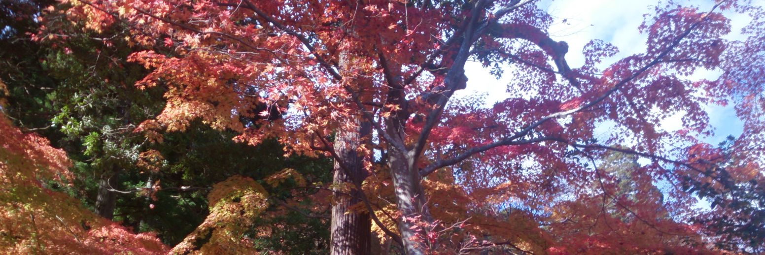 header image