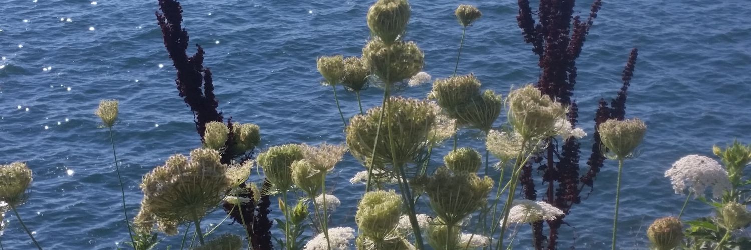 PDanas1's profile banner image