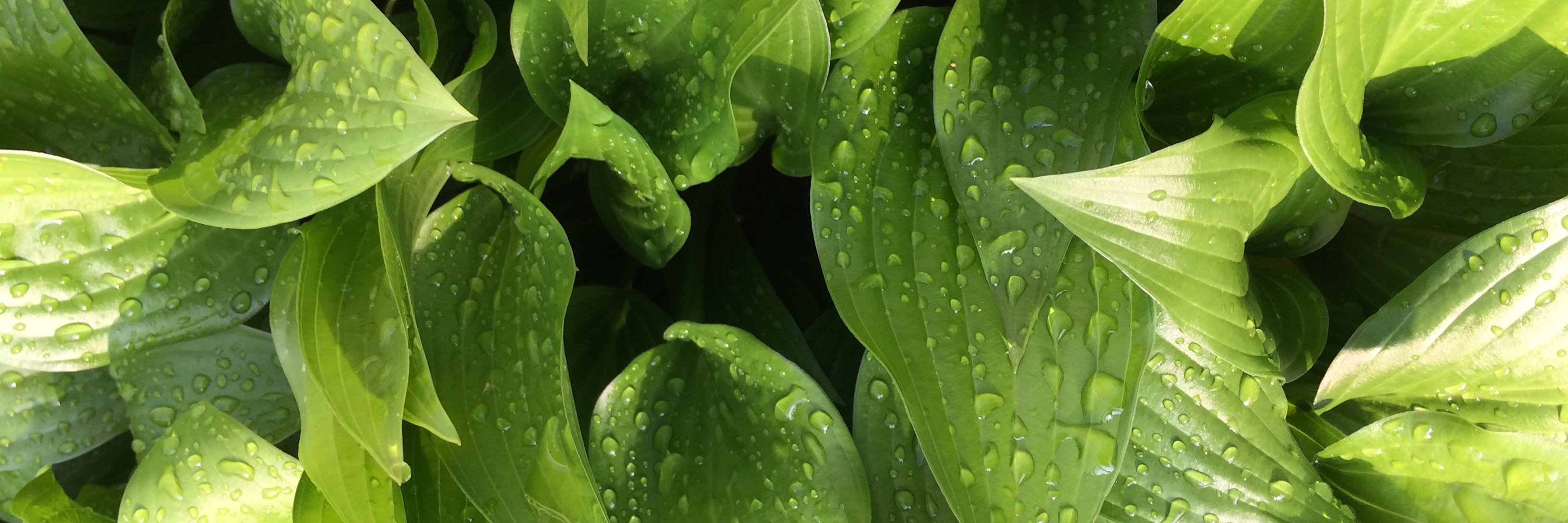 Wasantha Wijesundera banner