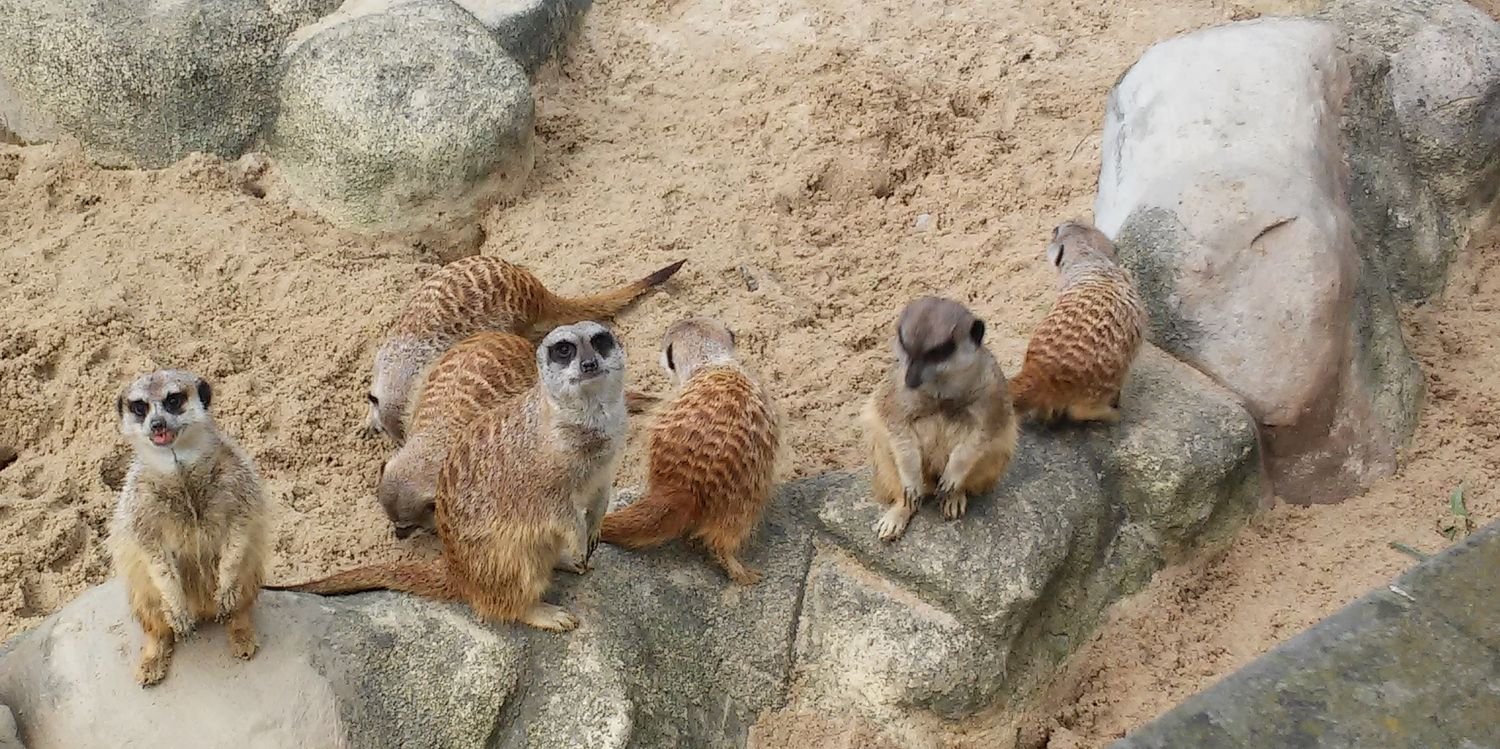 Cyprian Świś banner