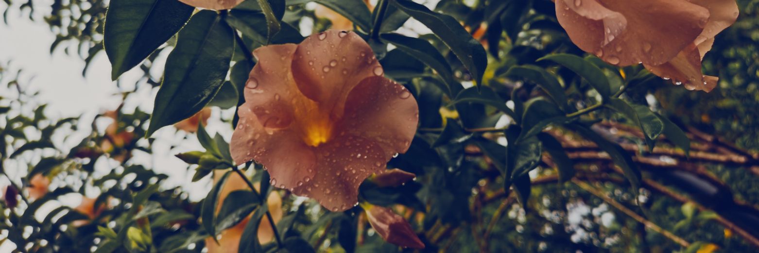 Starshi_J's profile banner image