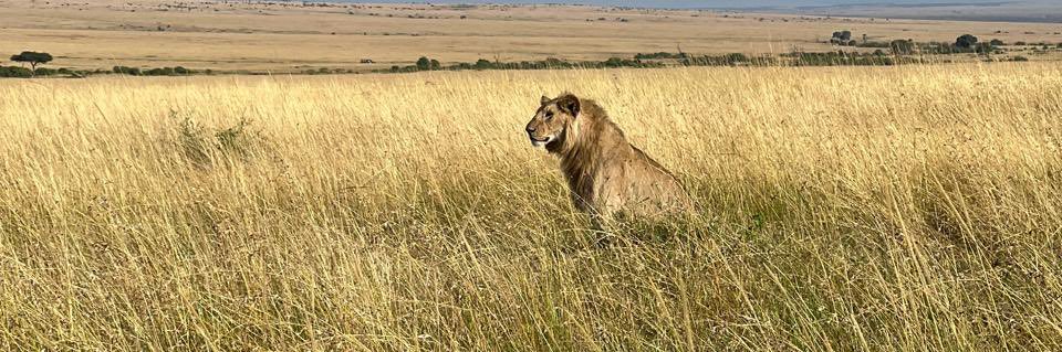 mruttu's profile banner image