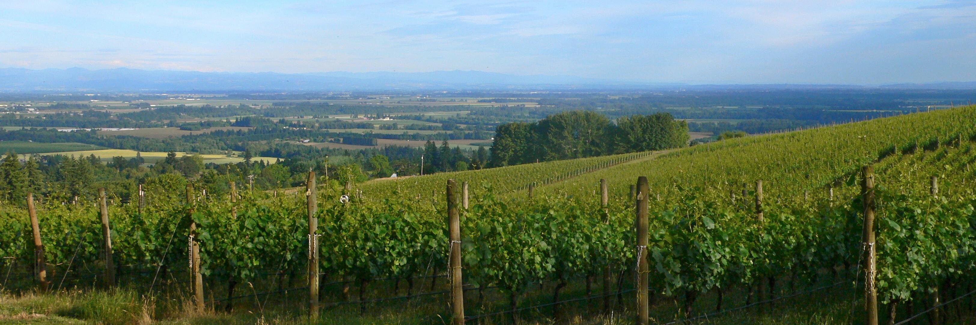 Oregon Pinot Camp banner