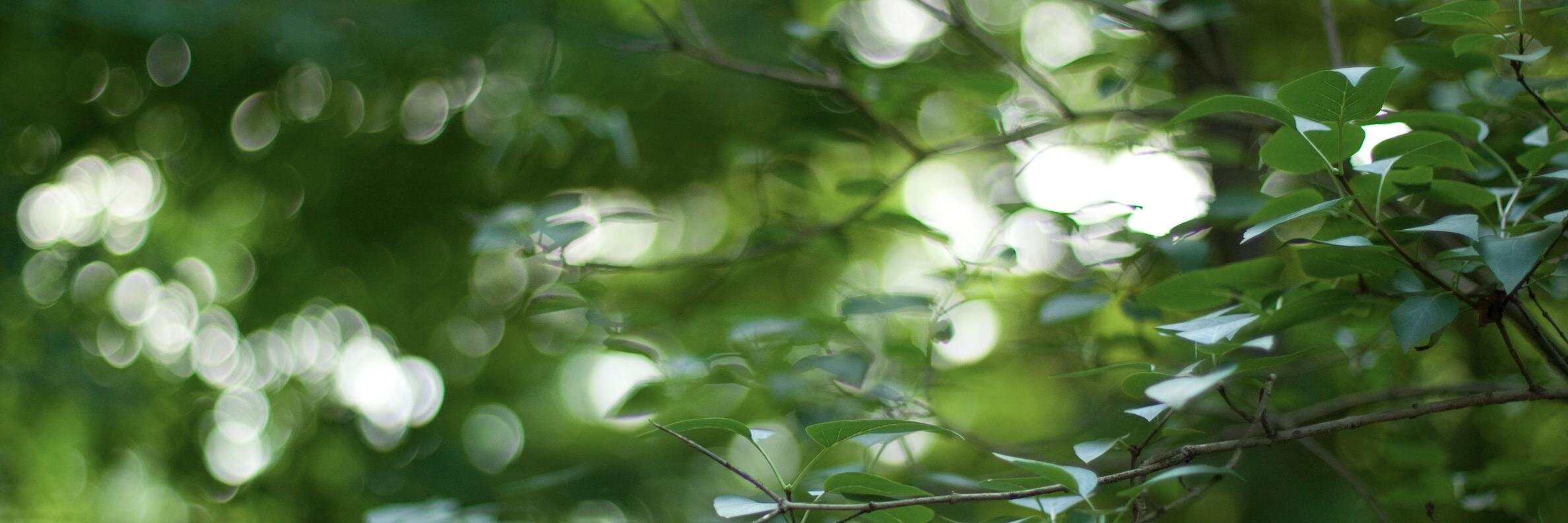 julia_m_sheldon's profile banner image