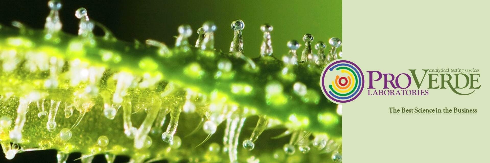ProVerde Labs banner