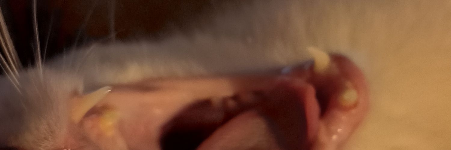 srtasssonia's profile banner image