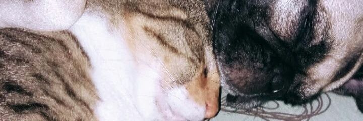 mariadonado18's profile banner image
