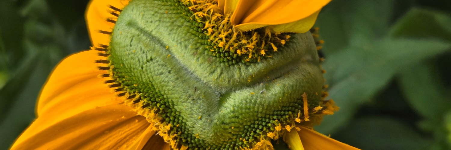 organicslant's profile banner image