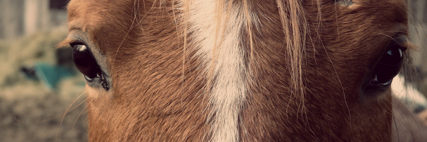 TxTrailRides's profile banner image