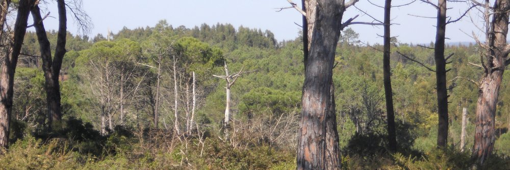 TonidosBosques's profile banner image