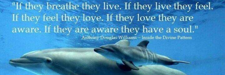 Vivi Patipelá banner