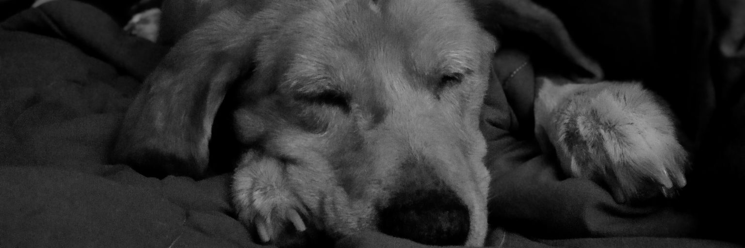 a1946bm_'s profile banner image