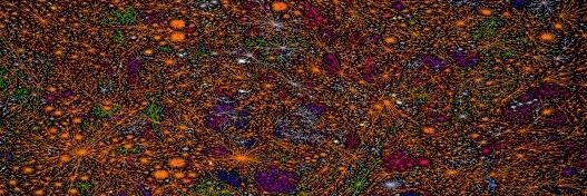 Rod Parker-Rees banner