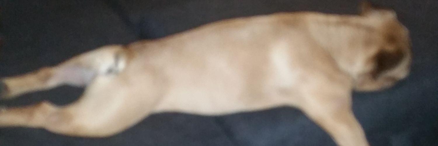 mpkbear's profile banner image