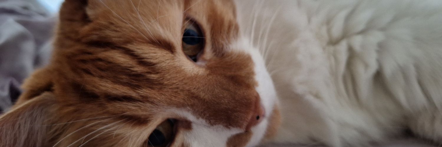Fiorelaafig's profile banner image