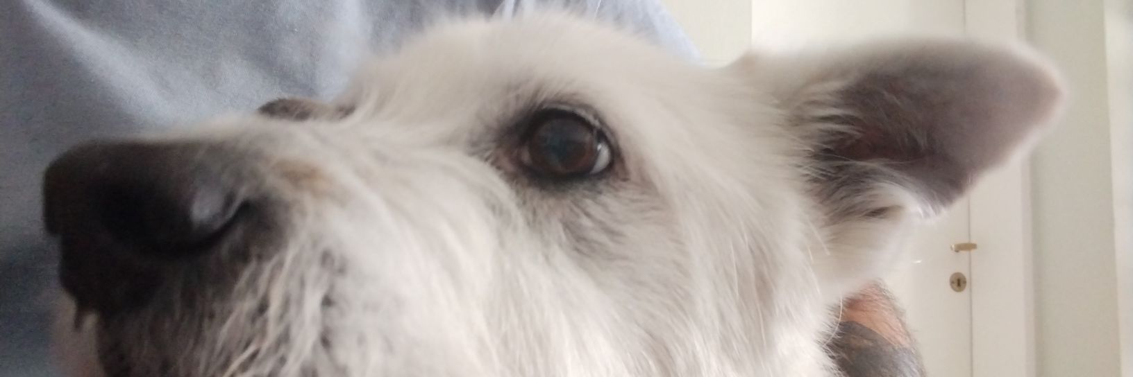 Fede banner