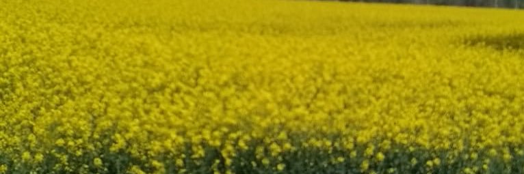 cedsab13's profile banner image