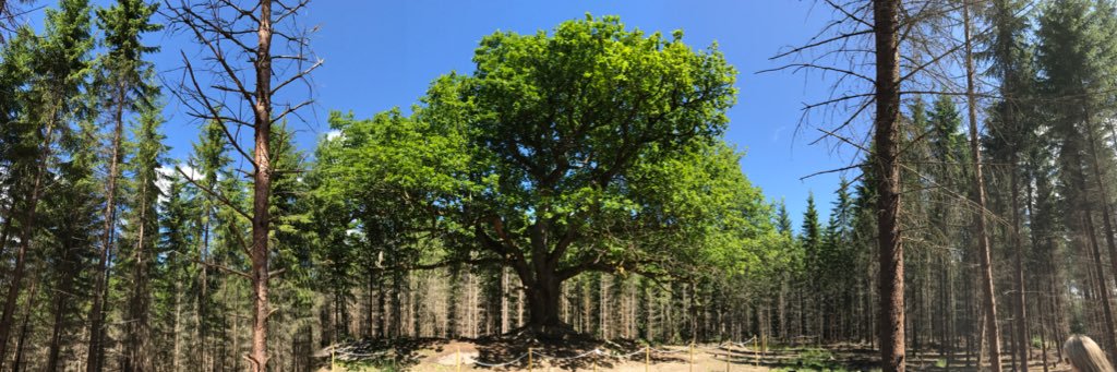 Teemu Jalomäki banner