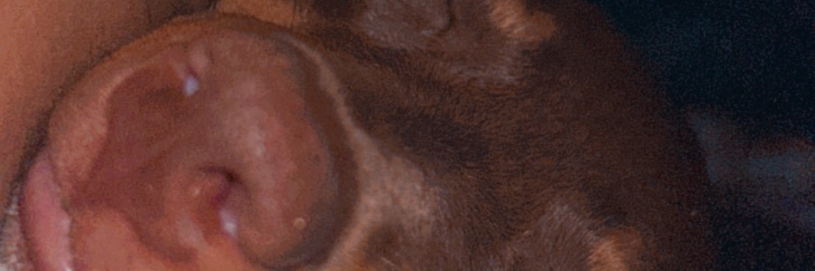 IsocaCampos's profile banner image