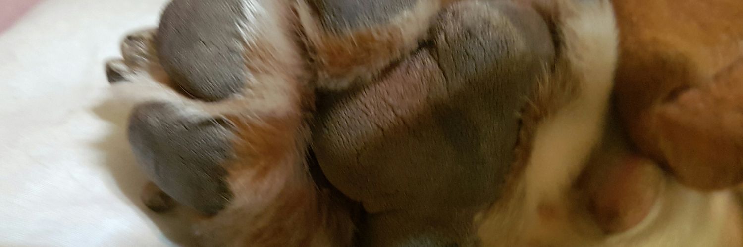 MyrianReding's profile banner image