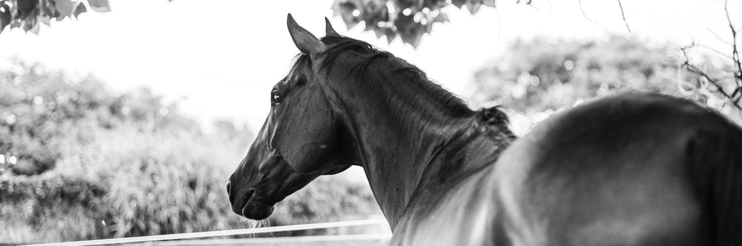 delfihubert's profile banner image