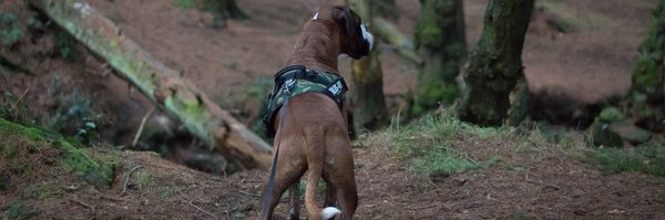 BoxerDogUnion Profile Banner