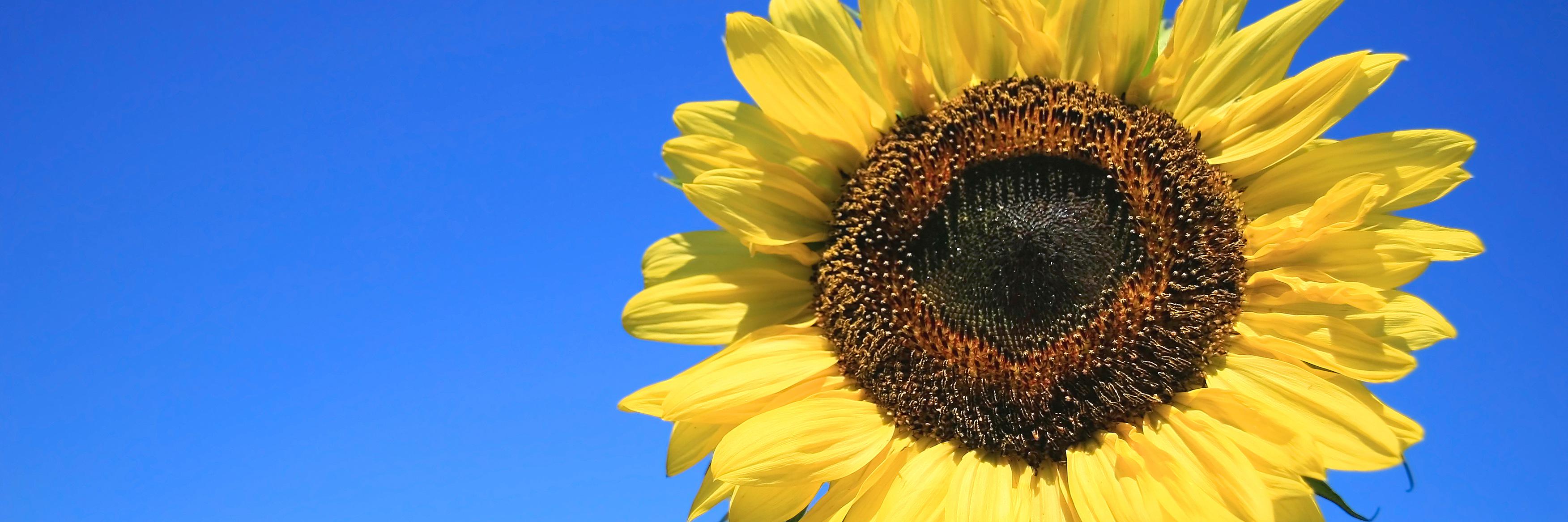 AllergyNZ's profile banner image