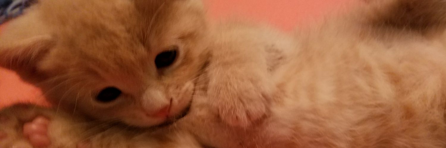 jesselhoward's profile banner image