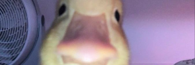 wiqly_'s profile banner image