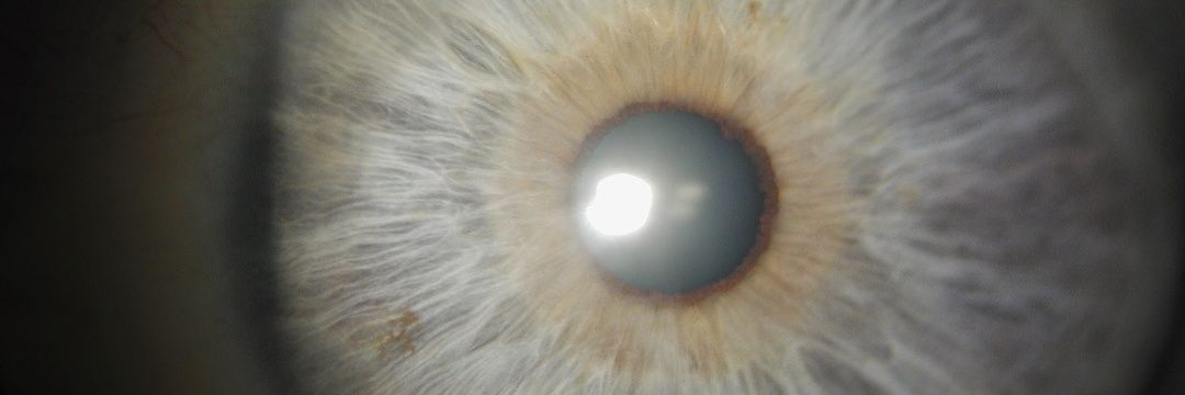 Oculistica's profile banner image