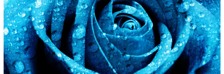 Present_Gifted's profile banner image