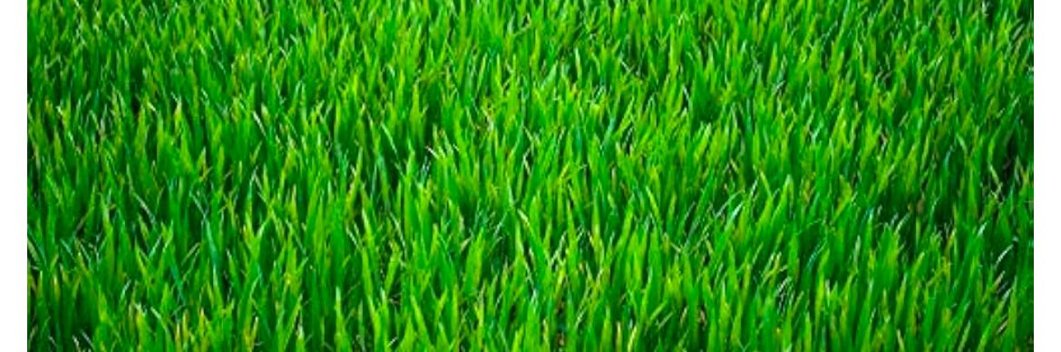 Dreamweasel's banner
