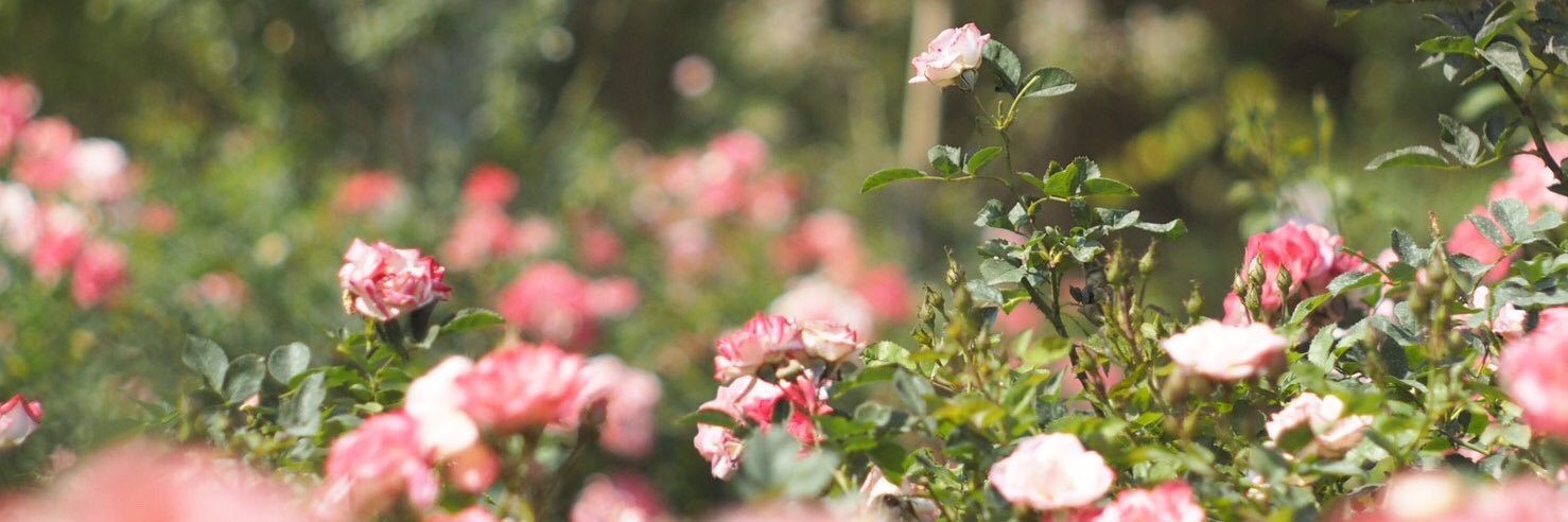 🐥 ς ɦ ɑ ℓ ɑ ℓ ɑ 🐥 banner