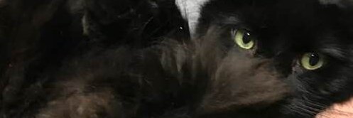 morestacy's profile banner image