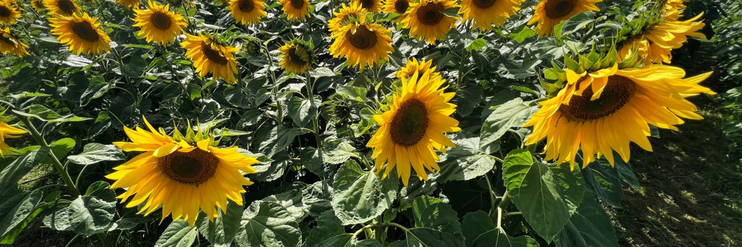 Scott Wiggins banner