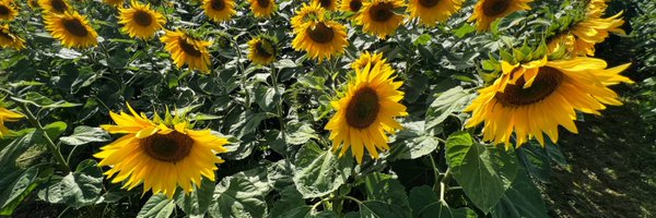 srwiggins Profile Banner