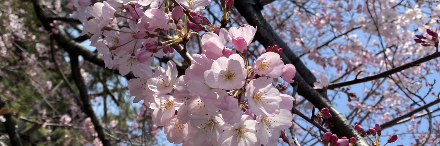 seira_418's profile banner image