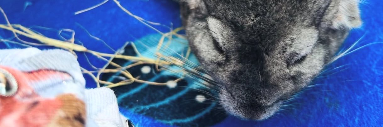 JoyPArttt's profile banner image