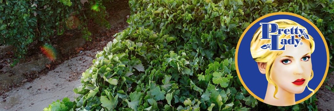 Pretty Lady Grapes banner