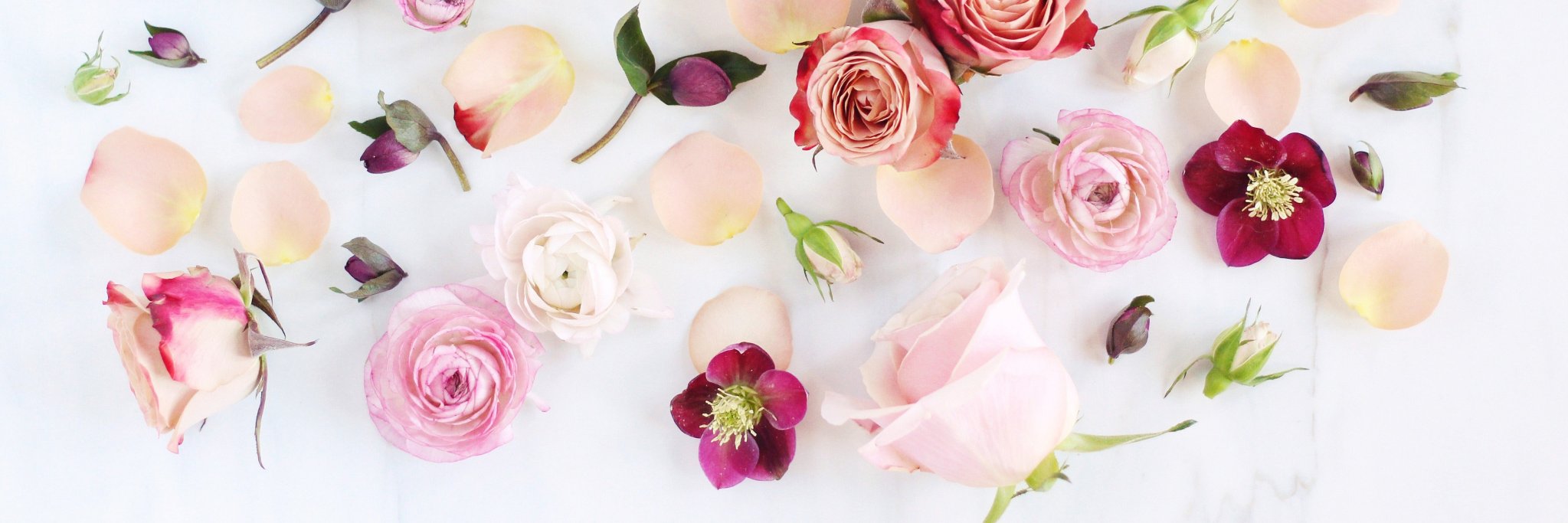 AllyCatttttts's profile banner image